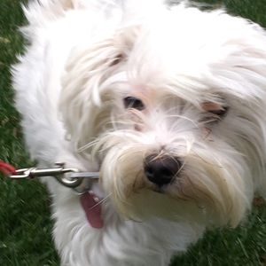 Meet your Posher, Carrie